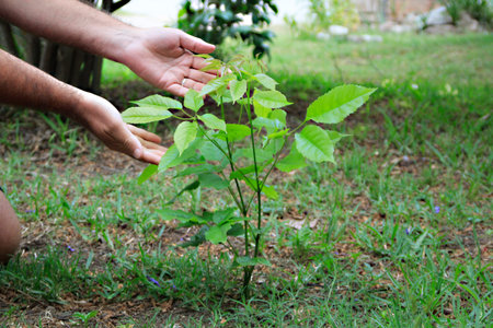 Man planting a tree in the garden. Selective focus. nature.