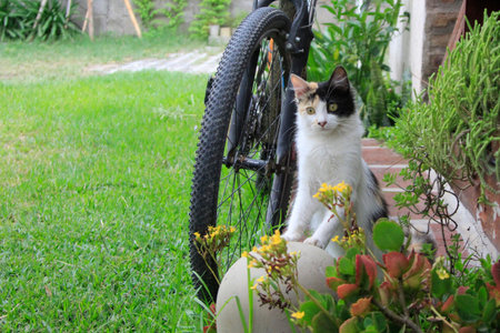 Cute cat sitting on a bicycle in the garden with flowers.の写真素材
