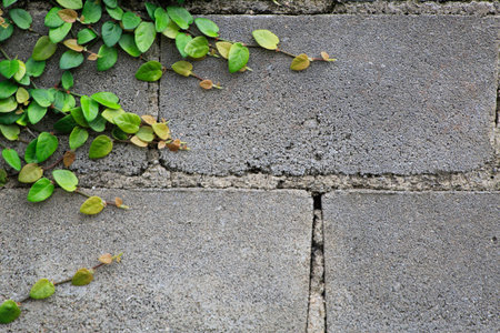 Climbing plant on the concrete floor with green leaves background.の写真素材