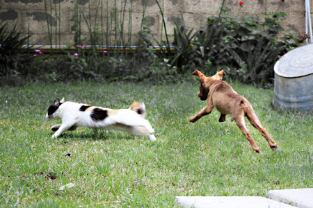 Cat and dog playing together in the garden, Pet and animal concept