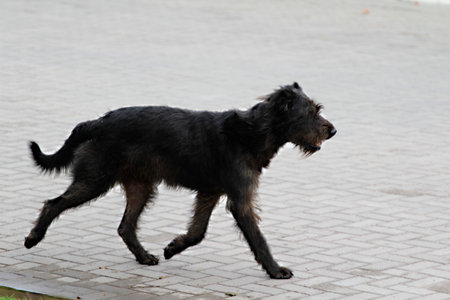 black stray dog running on the street of the city. close-up