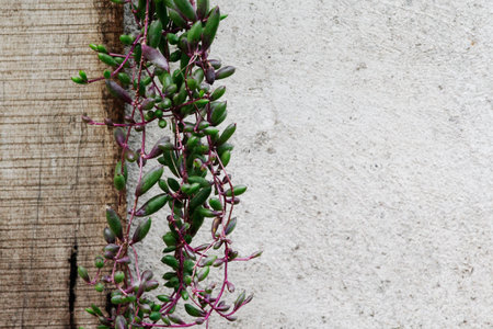Climbing plant on concrete wall background with copy space for textの写真素材