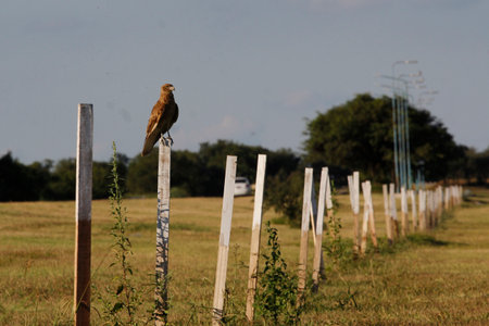 Common kestrel (Falco tinnunculus) on a fenceの写真素材
