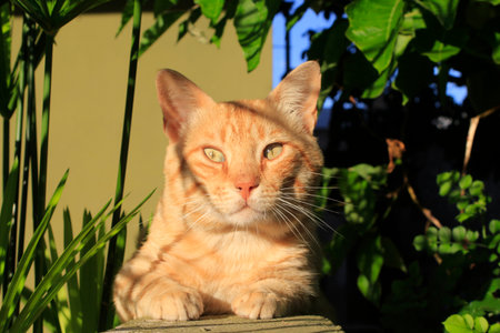 Orange cat with green eyes sitting on a bench in the garden.