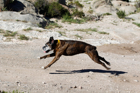 Puppy running outdoors with his paws in the airの写真素材