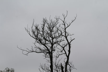 Dead tree on sky background. Dead tree on sky background. Dead tree on sky
