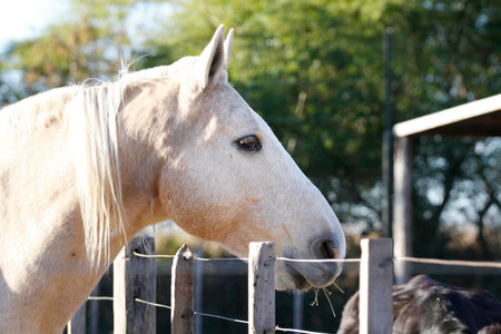 Portrait of a white horse in a corral on a sunny dayの写真素材
