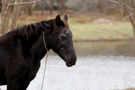 Black horse on the background of the river in the autumn forest.の写真素材
