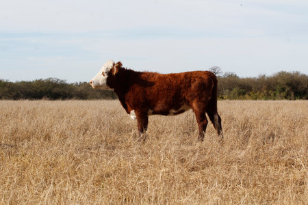 Cow in a dry grassland in the Netherlands. Close-up.の写真素材