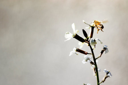 Honey bee on a white flower on a gray background with copy spaceの写真素材