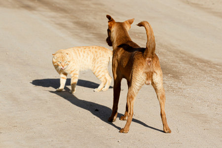 Cat and dog playing together on the street. Animal protection concept.