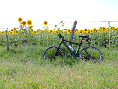 Bicycle and sunflowers in the field on a sunny dayの写真素材