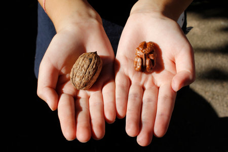 Walnut in the hands of a child on a black background.の写真素材