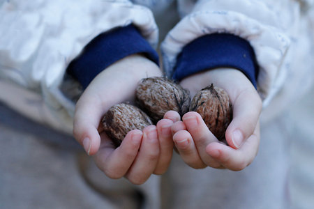 Hands of a child with a handful of walnuts in their handsの写真素材
