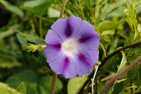 Morning Glory, Ipomoea pes-caprae