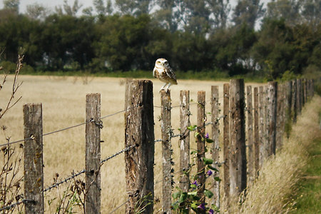 Barn Owl sitting on a wooden fence in a field of wheat.の写真素材