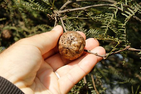 Hand holding a small brown bird's nest on a tree branch