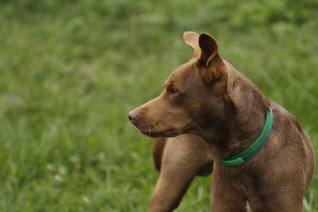 Brown dog with green collar on green grass background. Close up.の写真素材