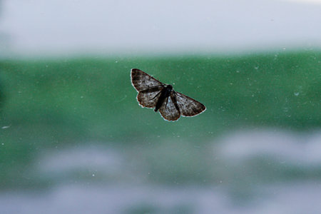 Moth on the glass in the rain, close-upの写真素材