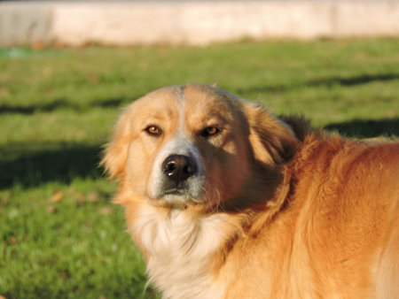 Golden Retriever dog in the park, looking at the camera