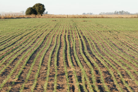 Agricultural field with rows of young wheat seedlings.