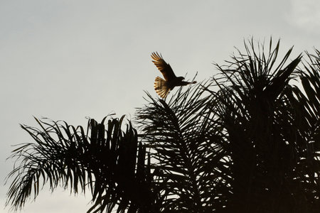 Silhouette of a bird perched on a palm tree in the eveningの写真素材
