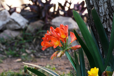 Orange flowers of Amaryllis in the garden on a sunny day