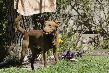A brown dog is standing on the lawn and looking at the camera.の写真素材