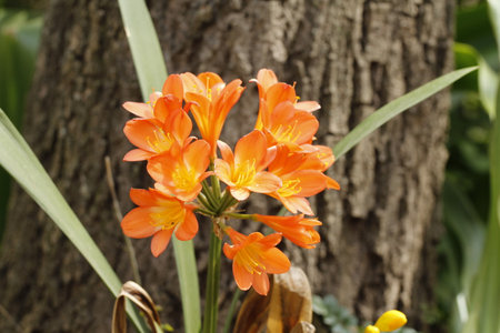 Orange lily flower in the garden with tree and leaf background.の写真素材