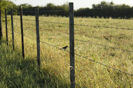 A small bird sits on a fence in a field in the summer.の写真素材