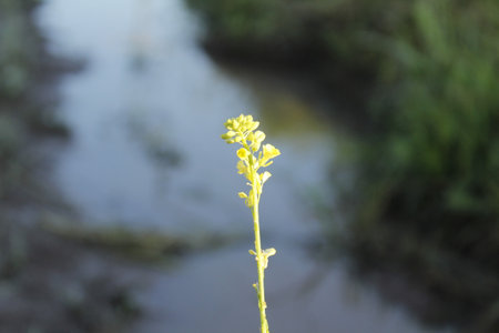 Close up of yellow flower in the field with blurred water background.