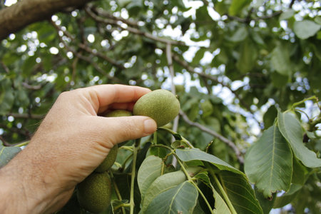 Green walnut in hand on a background of green leaves of a treeの写真素材