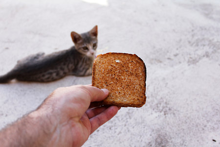 A man's hand holds a piece of bread with a cat on the backgroundの写真素材