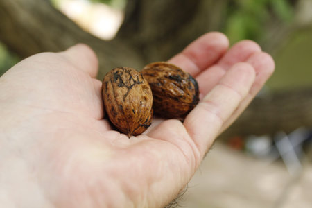 Walnuts in the hands of a man on a blurred background.