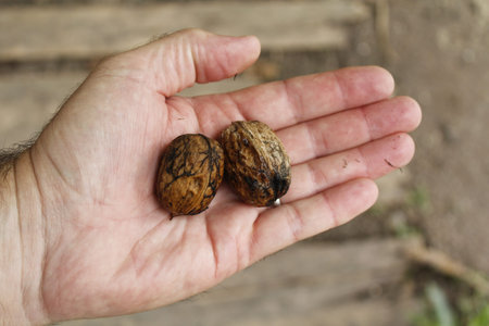 Two walnuts in the hand of a man. Selective focus.