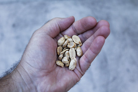 Close-up of a man's hand holding organic peanutsの写真素材