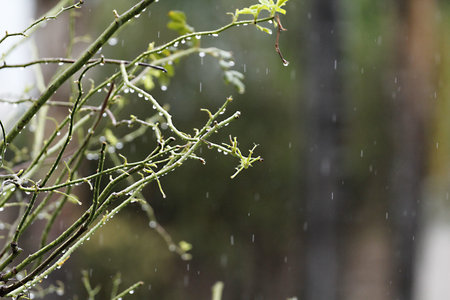 Raindrops on the branches of a tree in the park. Shallow depth of field.
