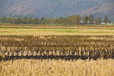 Burned rice fieldsの写真素材