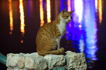 Cat at the night time in the garden