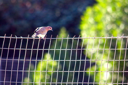 Beautiful Birdの写真素材