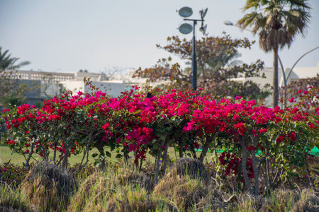 Beautiful Trees and flowersの写真素材