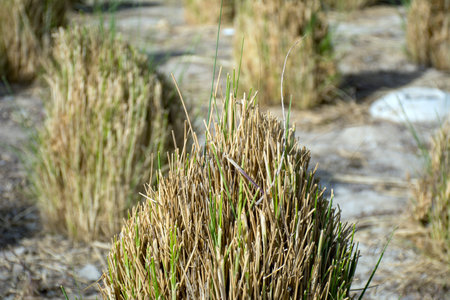 Beautiful Trees and flowersの写真素材