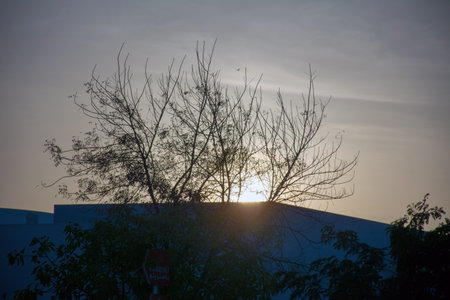 Beautiful Trees and flowersの写真素材