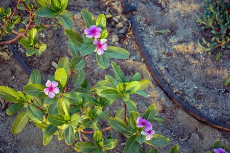 Beautiful Trees and flowersの写真素材
