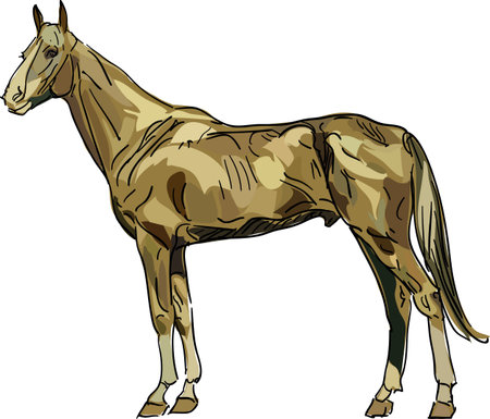 horse vectorのイラスト素材