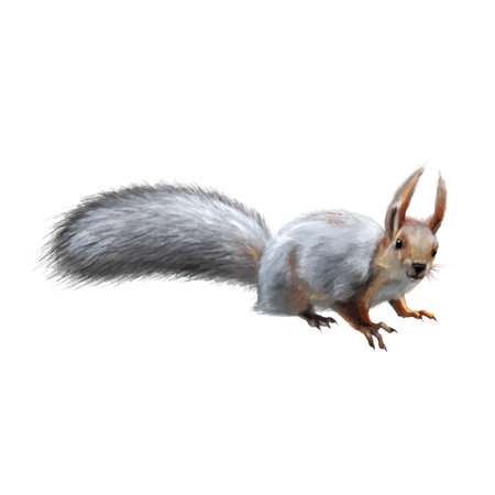 young squirrel on white background vectorのイラスト素材