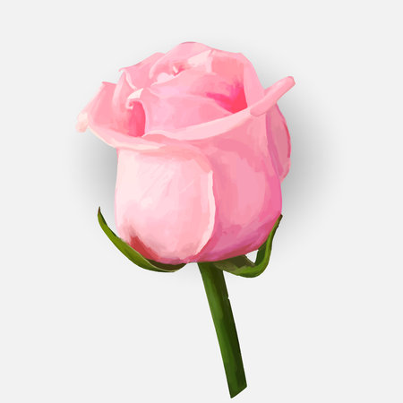 Rose blossoming bud isolated  illustrationのイラスト素材