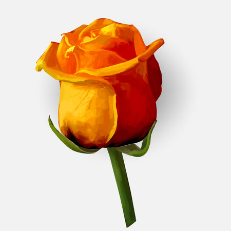 Rose blossoming bud isolated  illustrationのイラスト素材