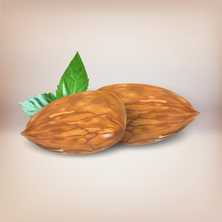almonds vector object isolated iconのイラスト素材
