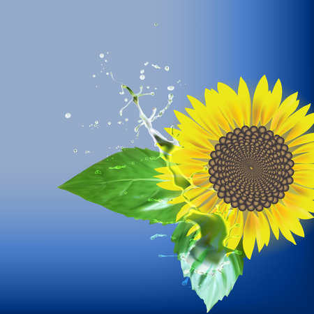 sunflower delati flower, green leaves, water drops splatter vectorのイラスト素材